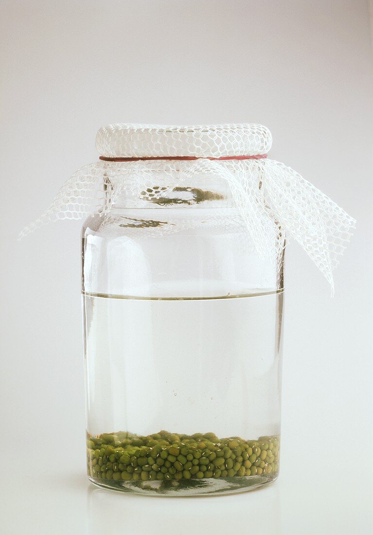 Mung Beans Soaking in a Glass Jar; Mung Bean Sprouts