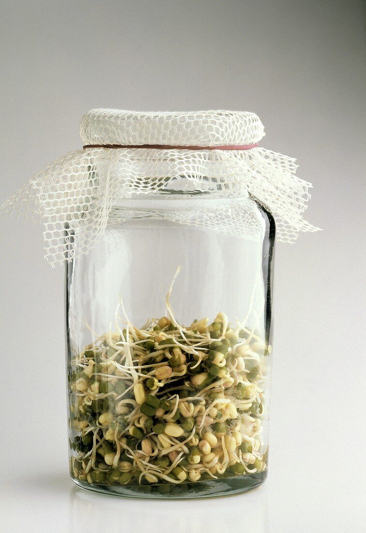 Mung Bean Sprouts Growing in a Glass Jar