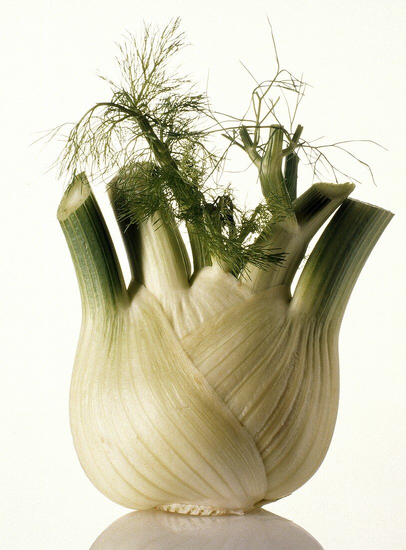 One Fennel Bulb