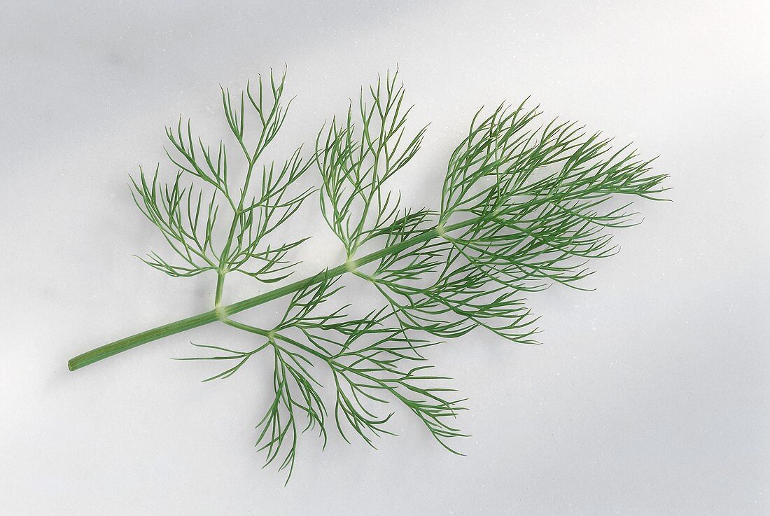 Fresh Dill