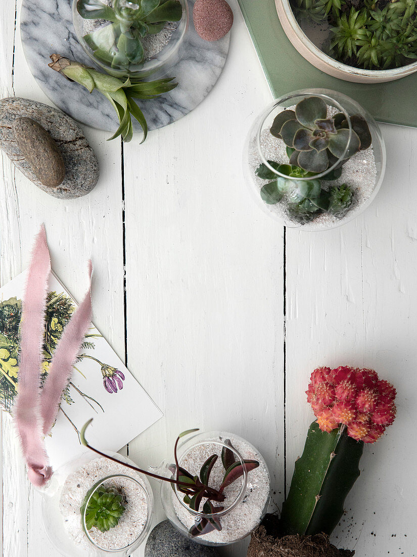 Kleine Terrarien aus Glaskugeln mit Sand und Sukkulenten