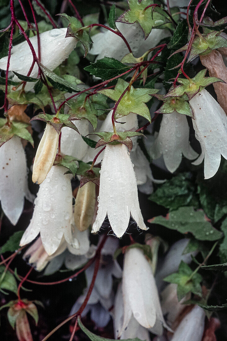 White birch bellflower (Campanula betulifolia) with water drops