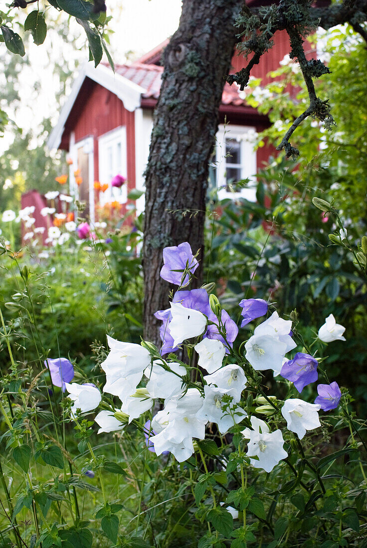 Pfirsichblättrige Glockenblume (Campanula persicifolia) im Garten vor einem Landhaus