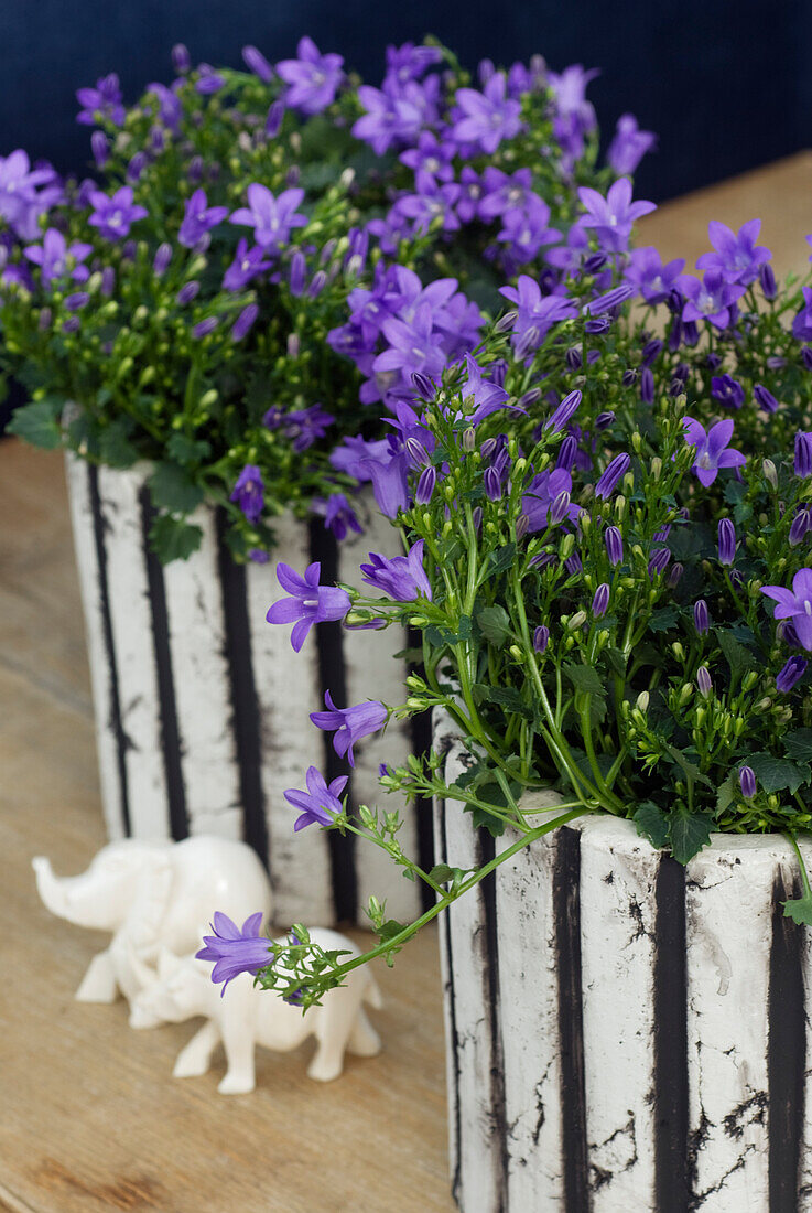 Dalmatian cushion bellflower (Campanula portenschlagiana) in planters