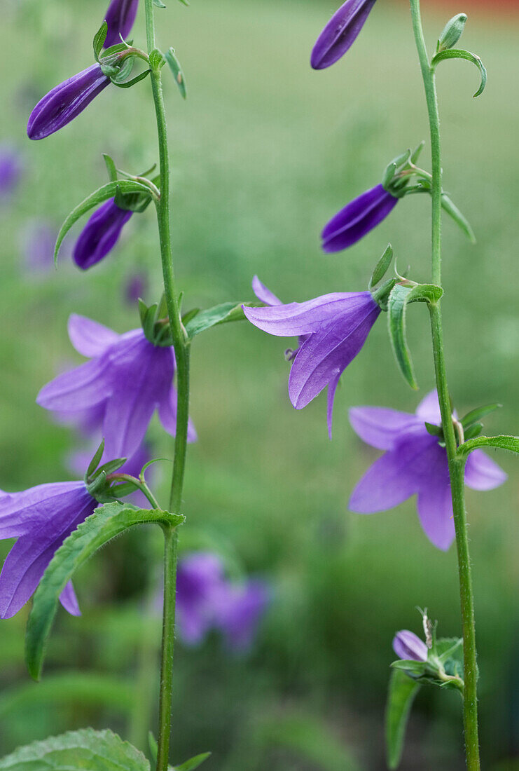 Lila Acker-Glockenblume (Campanula rapunculoides) im Garten