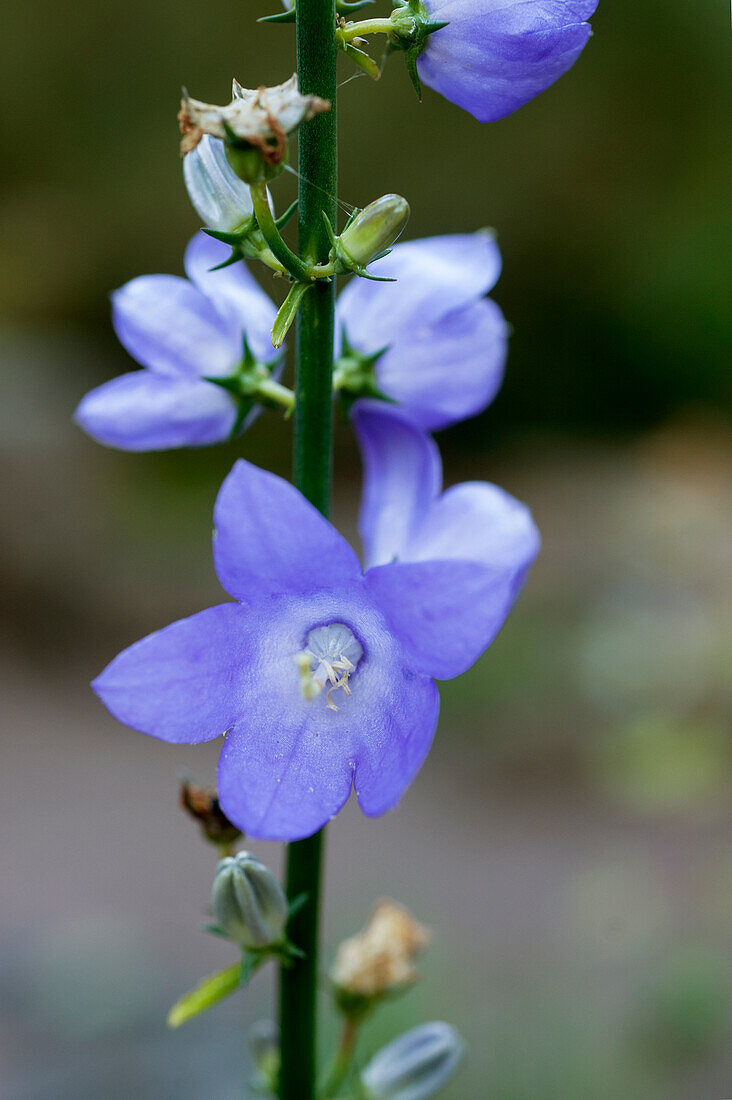 Pyramid bellflower (Campanula pyramidalis), blue flowers