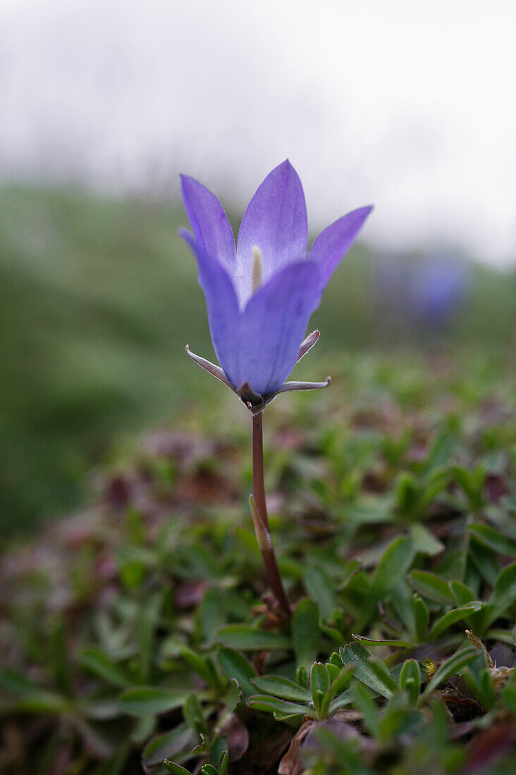 Daisy-leaved bellflower (Campanula bellidifolia ssp. saxifraga)