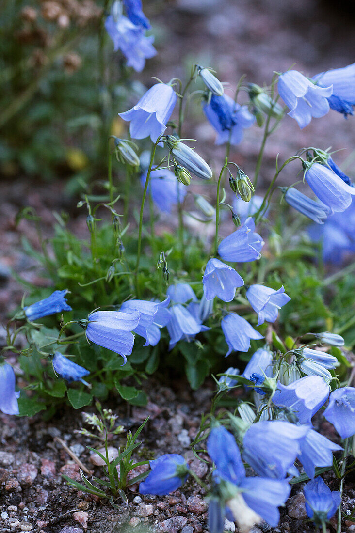 Blue dwarf bellflower (Campanula cochleariifolia)