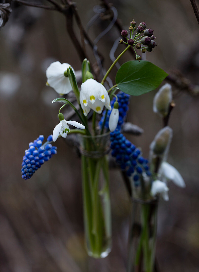 Grape hyacinths, Spring Snowflake, and snowdrops in a test tube