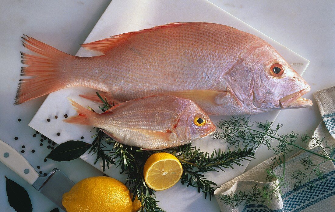 Kleiner & großer Red Snapper auf Küchentisch mit Kräutern