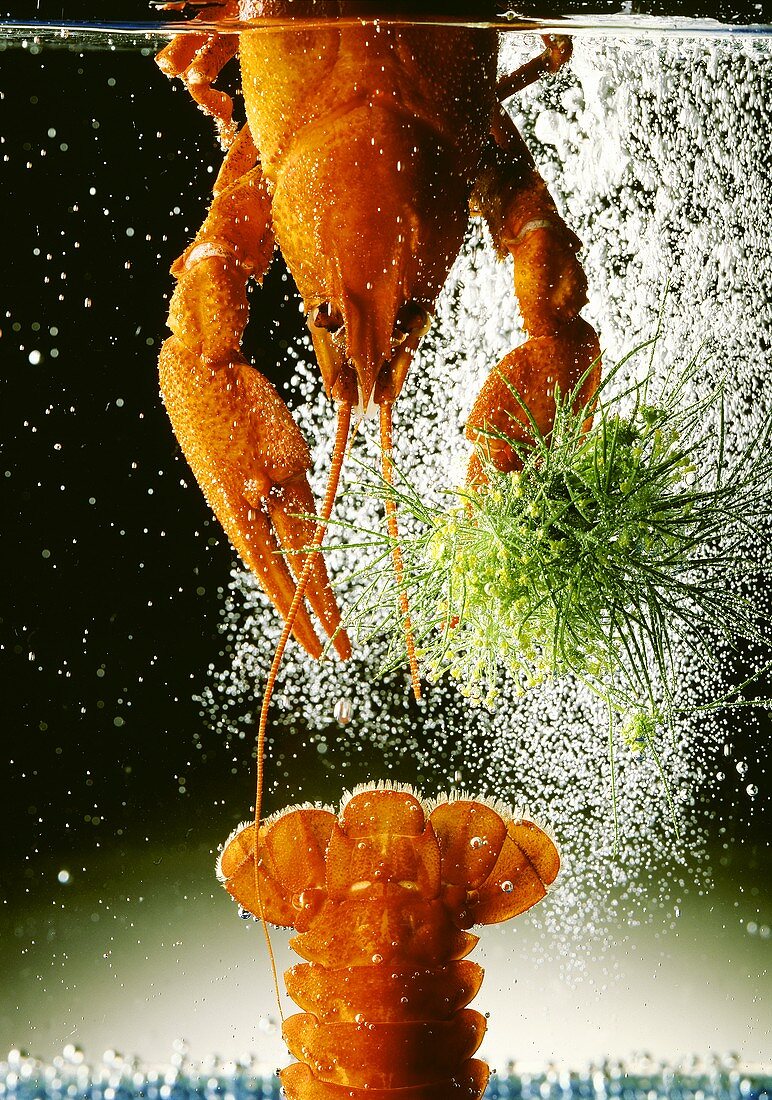 Lobster in Boiling Water