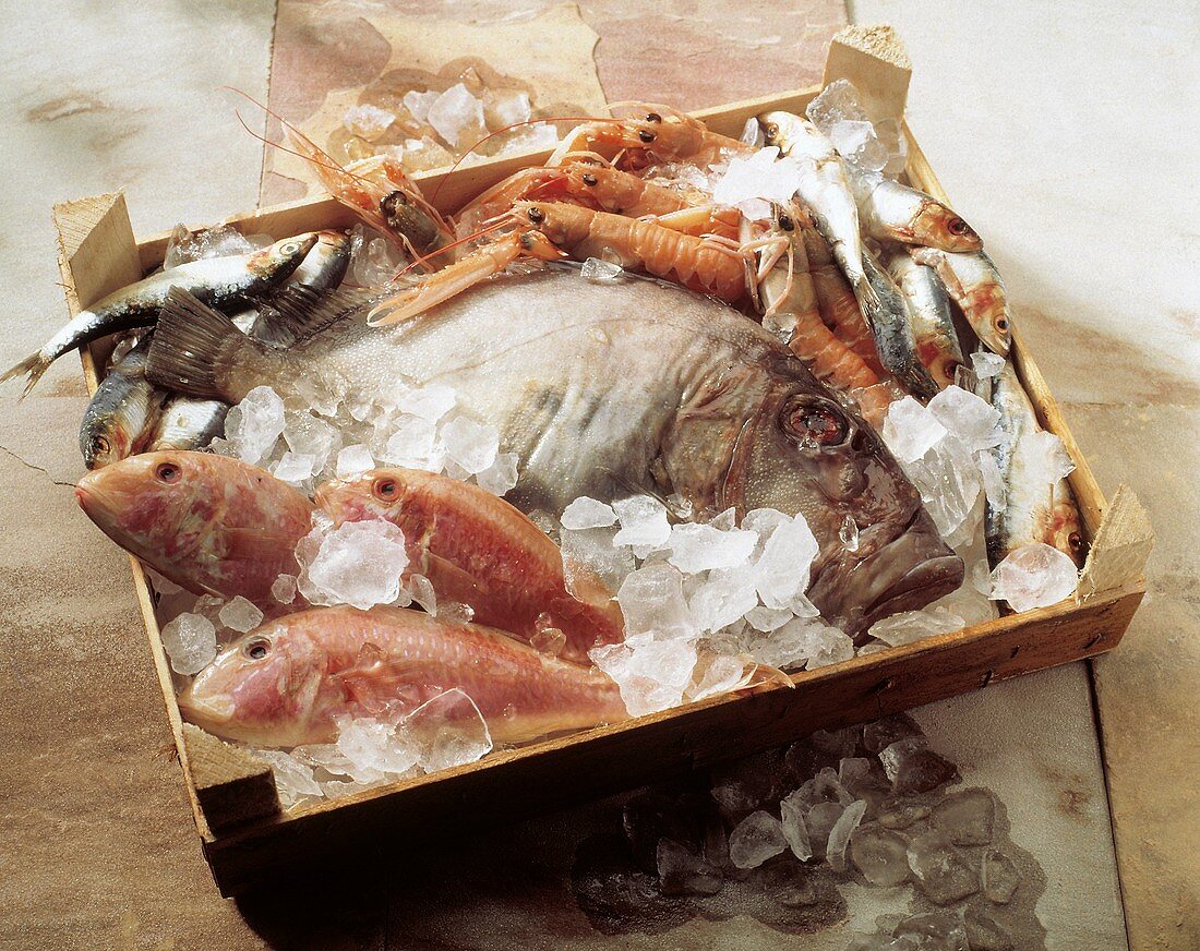 Verschiedene Fische & Garnelen in Kiste auf Eis