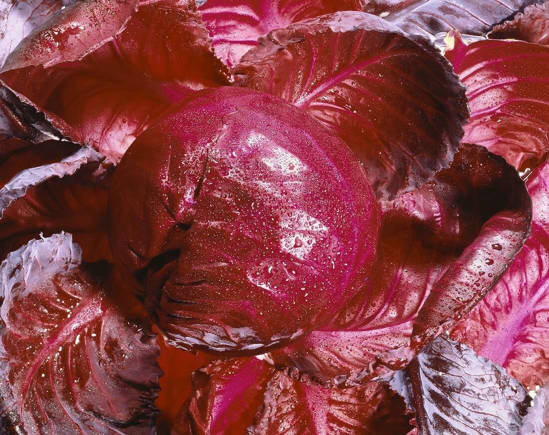 Red Cabbage with Water Drops