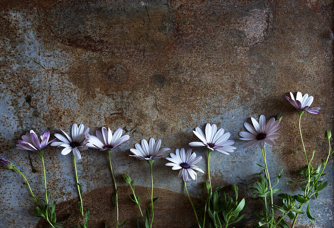 Weisse Blumen in einer Reihe auf rostigem Untergrund