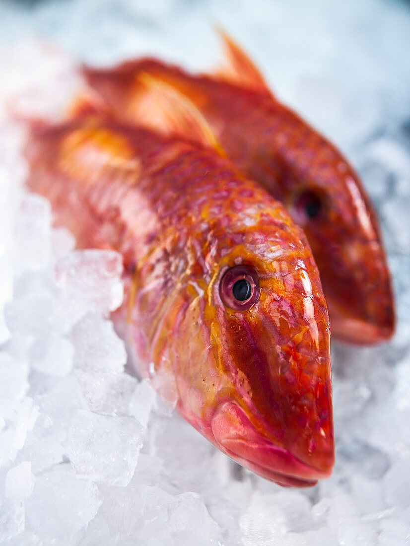 Red mullet on ice