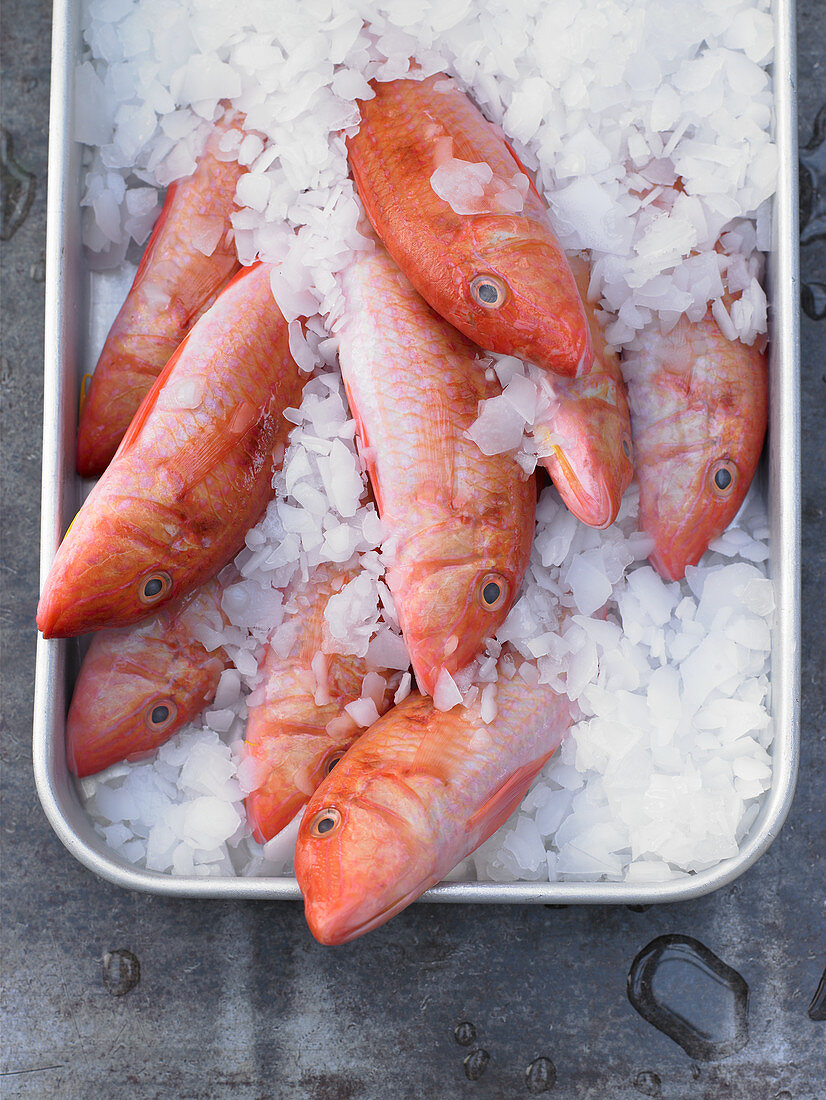 Fresh red mullet on ice