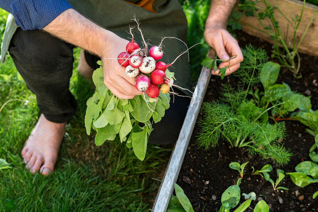 Mann erntet Radieschen im Garten