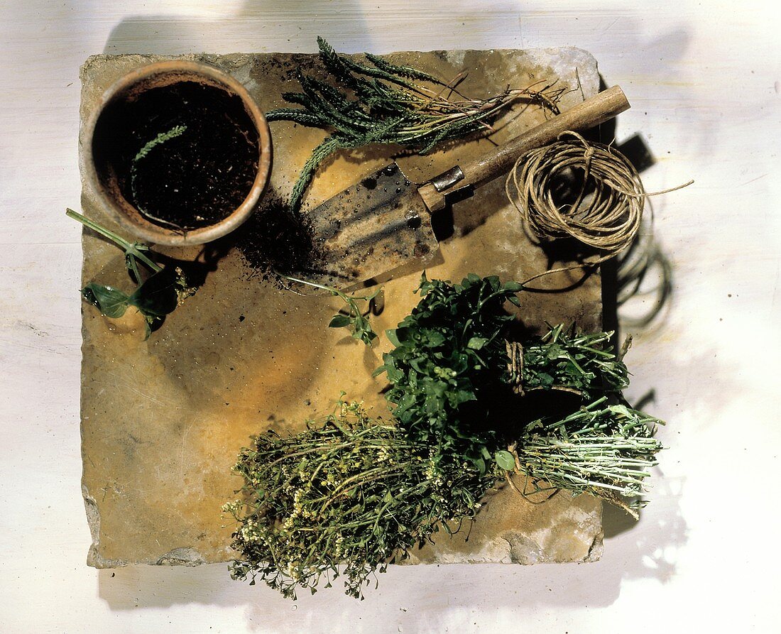 Assorted Herbs with Tools For Planting