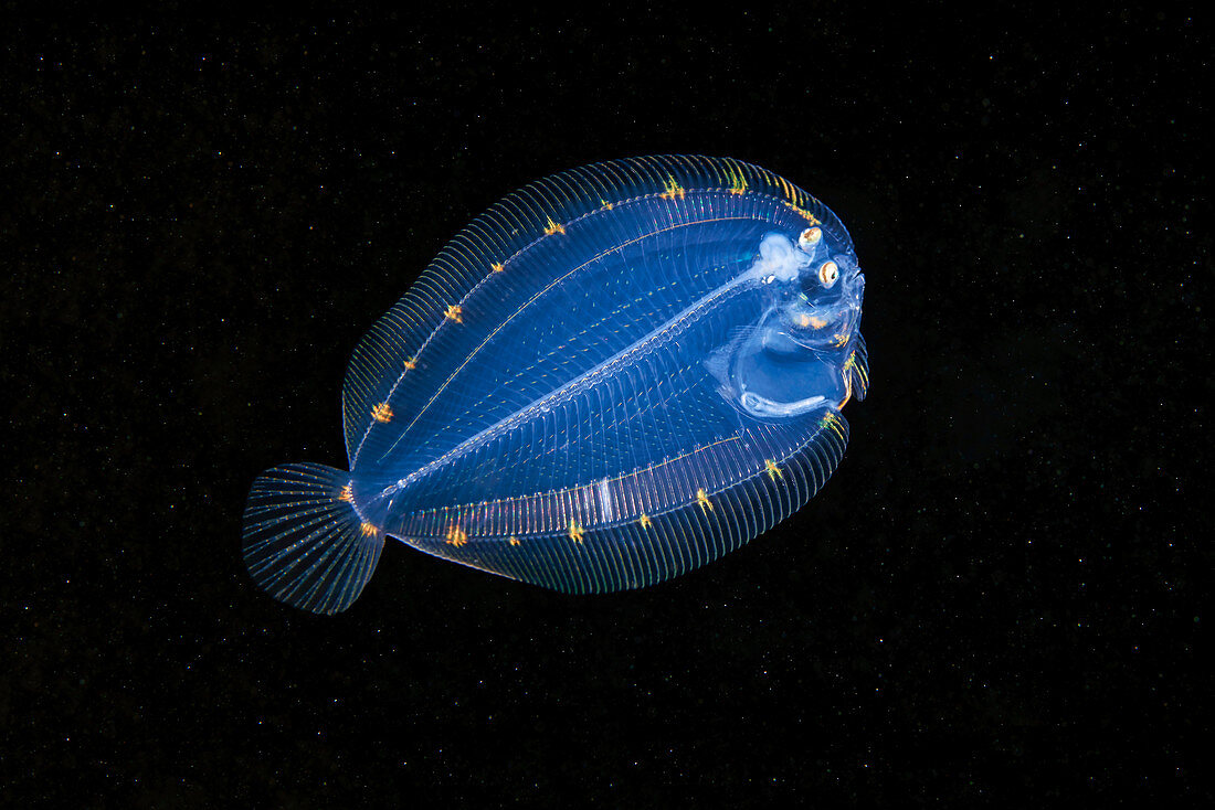 Larval stage of a flatfish