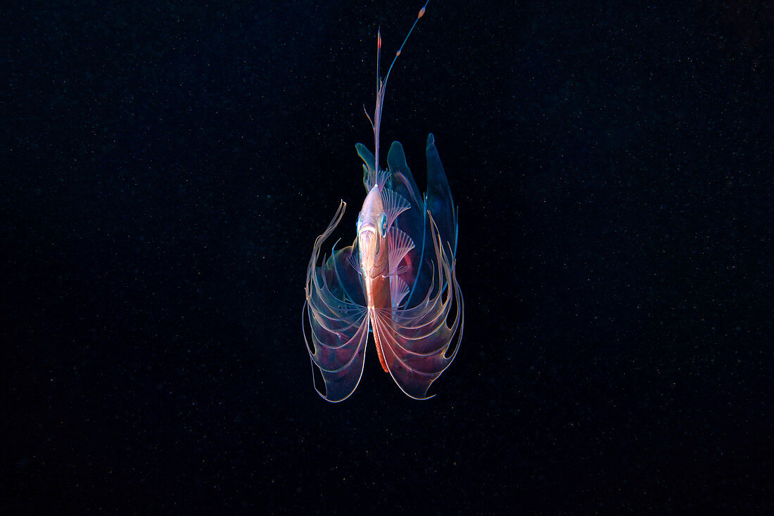 Mediterranean dealfish