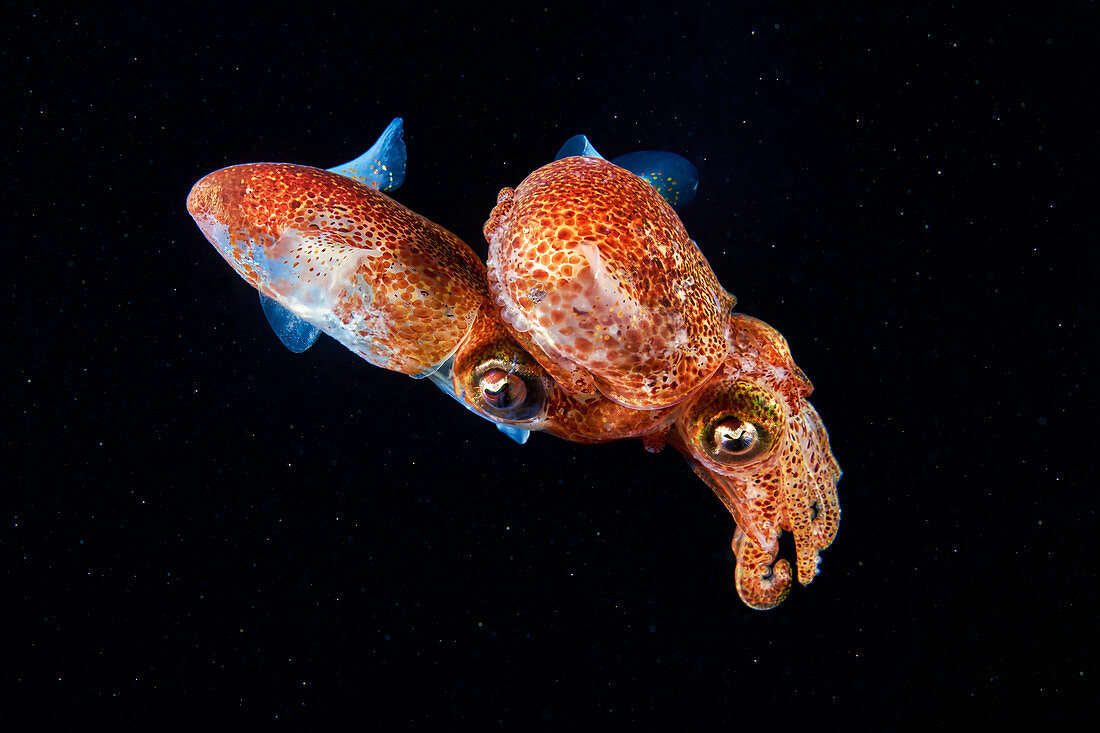 Atlantic bobtail squid mating