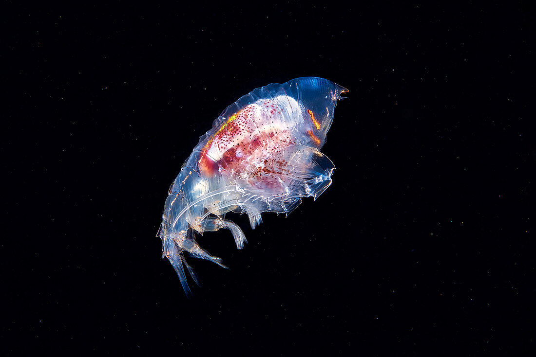 Phrosina amphipod crustacean