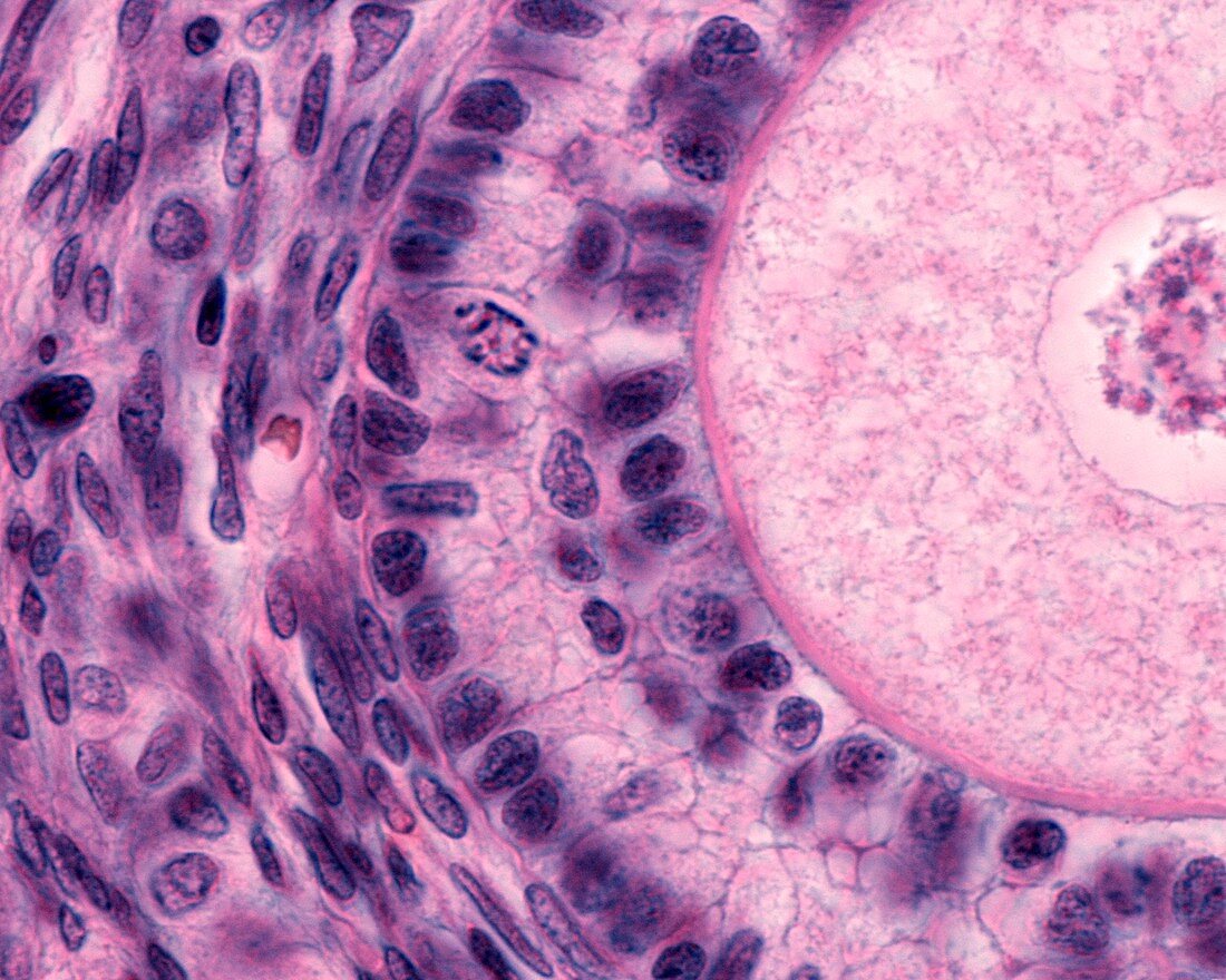 Mitosis in ovarian follicle,light micrograph