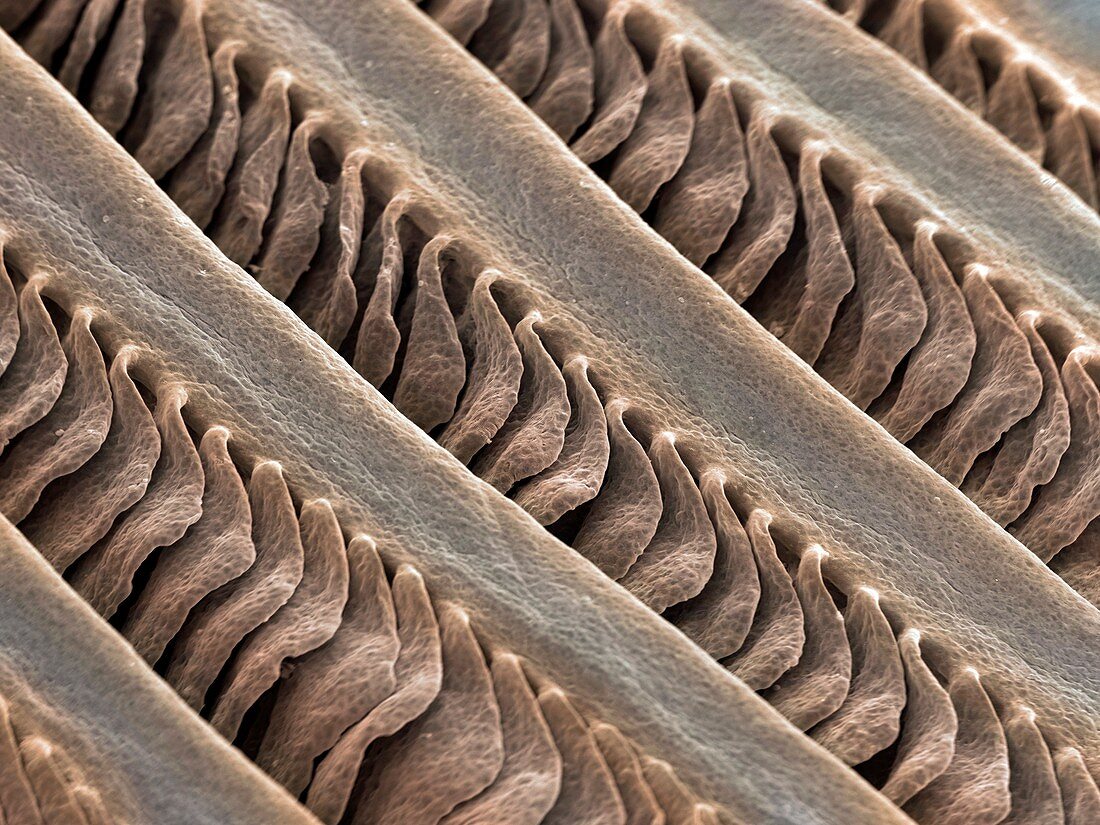 Salmon gill lamellae,SEM