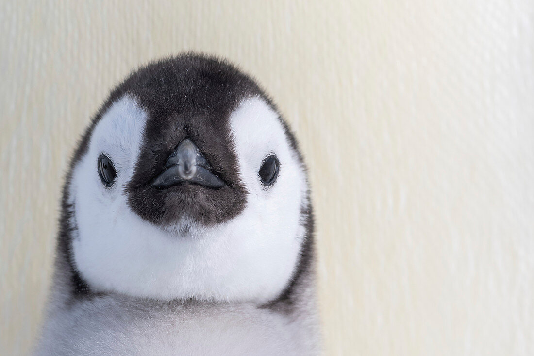 Emperor penguin chick