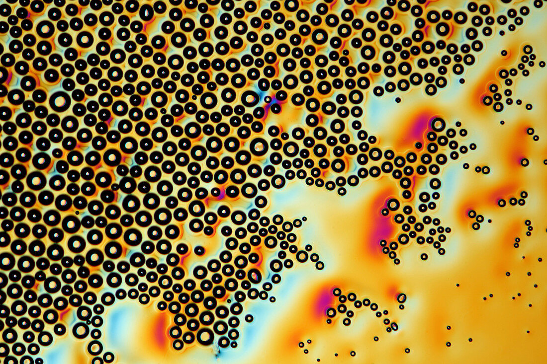 Bubbles in sucrose,light micrograph