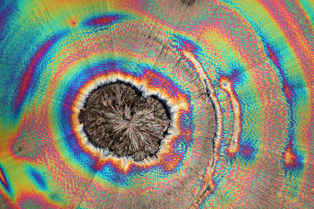Vitamin C crystals,light micrograph