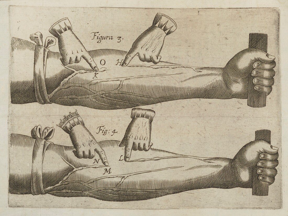 William Harvey's circulation experiment,illustration