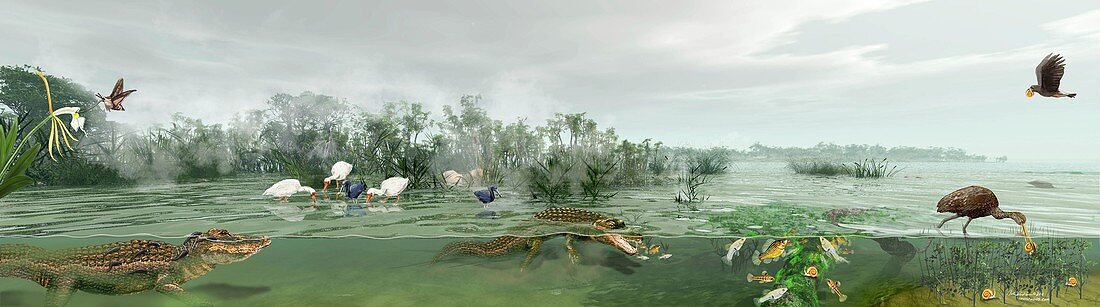 Everglades ecosystem,illustration