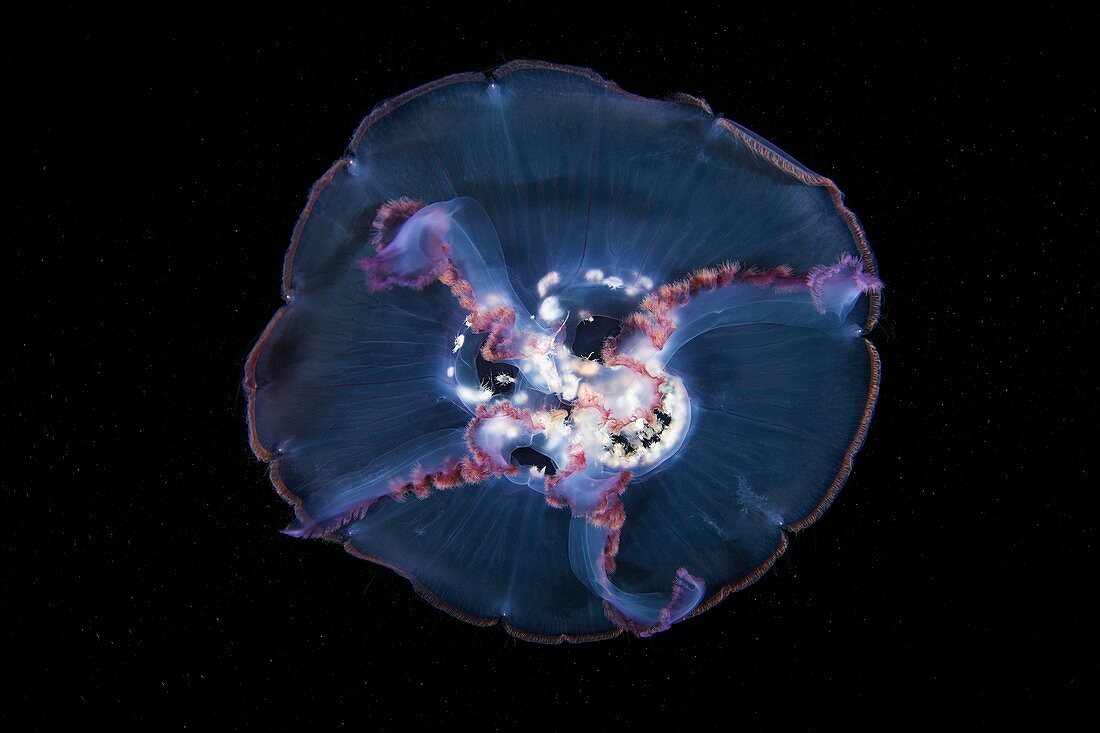 Amphipods inside a jellyfish
