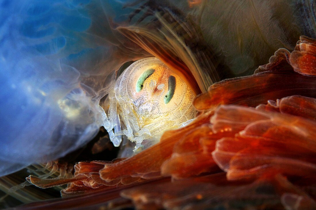 Amphipod inside a jellyfish