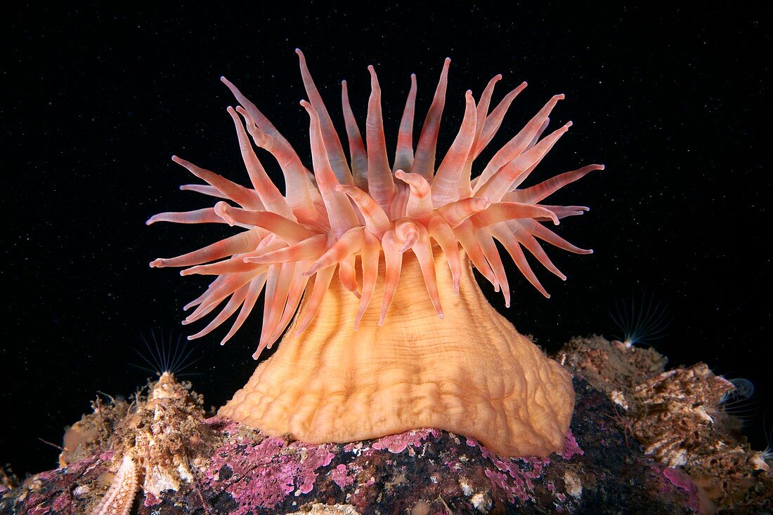 Stomphia sea anemone