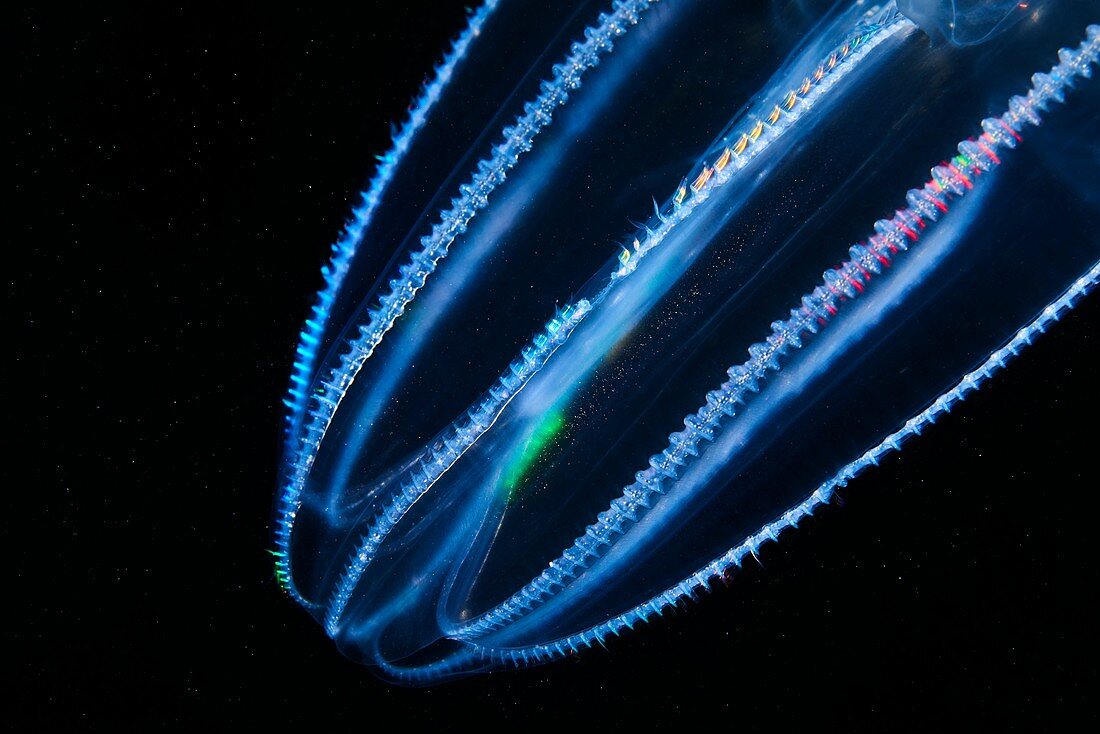 Bolinopsis comb jelly,close-up
