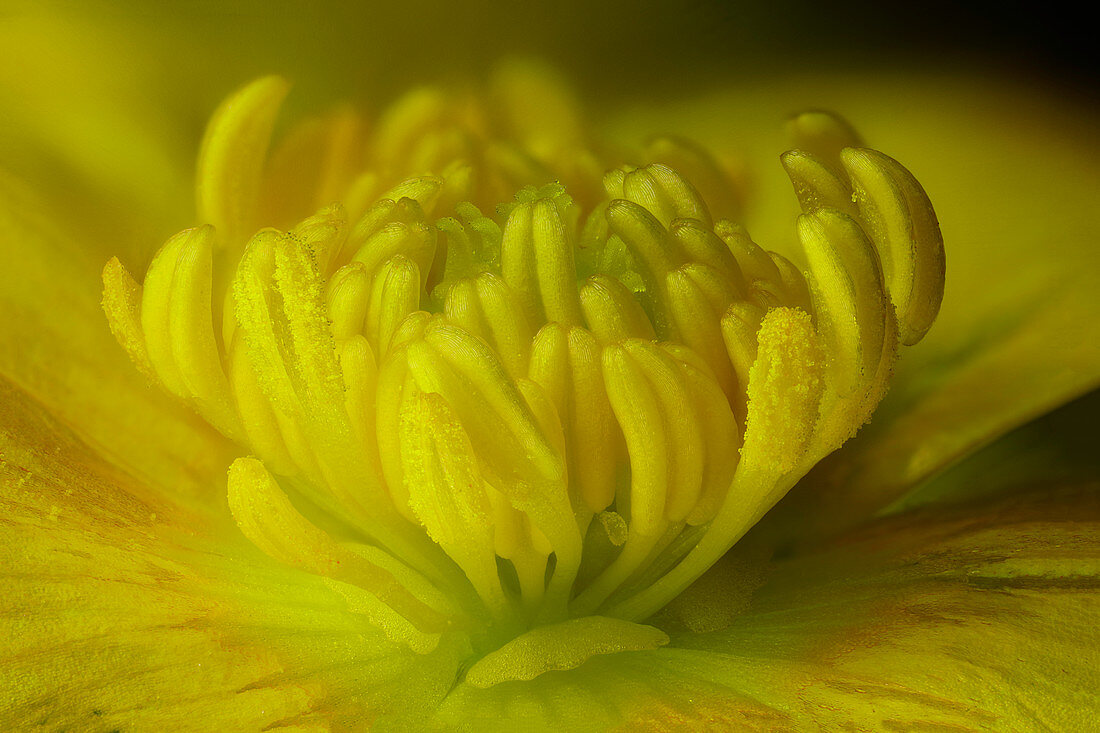 Buttercup flower reproductive parts,macrophotograph