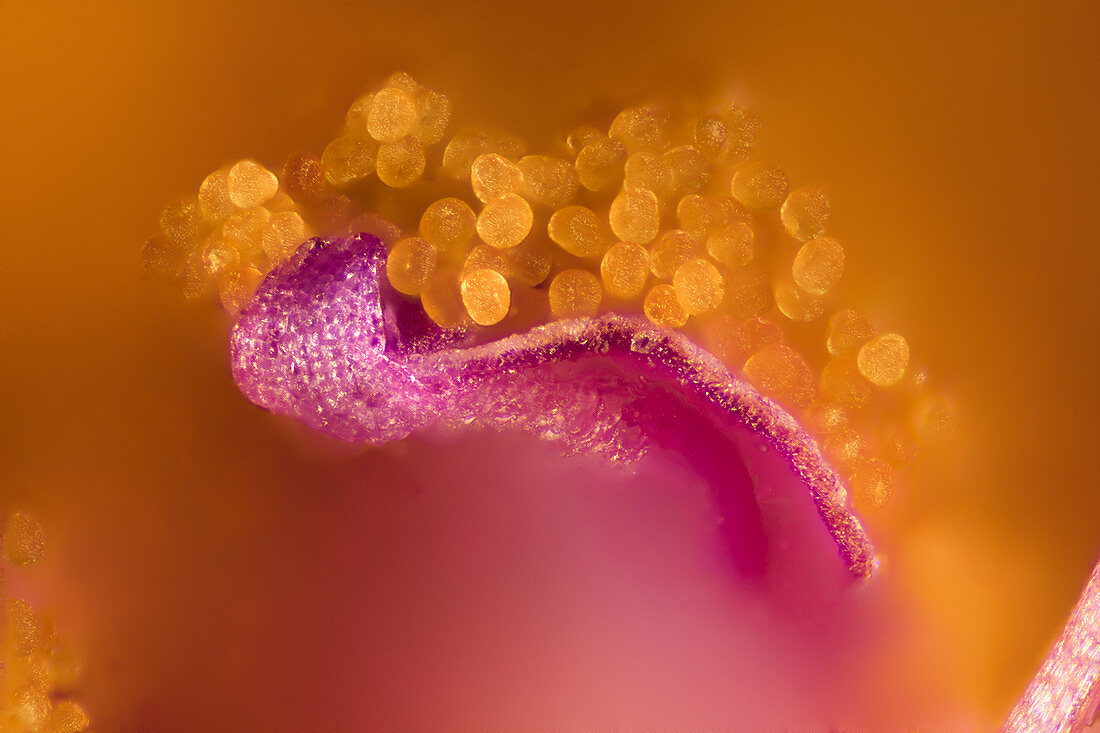Geranium flower anther and pollen,macrophotograph