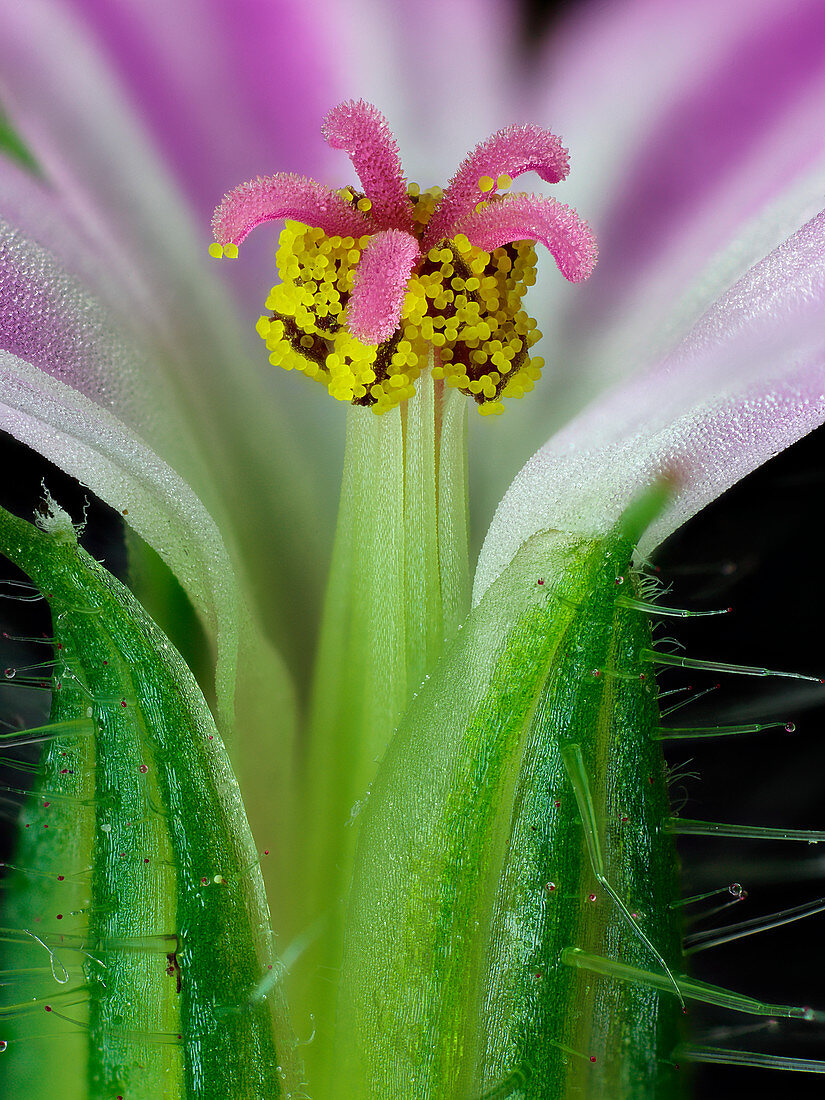Herb robert flower reproductive parts,macrophotograph