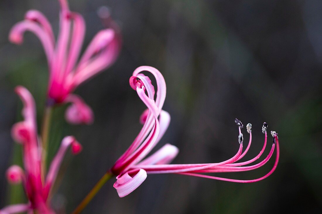 Nerine humilis flower