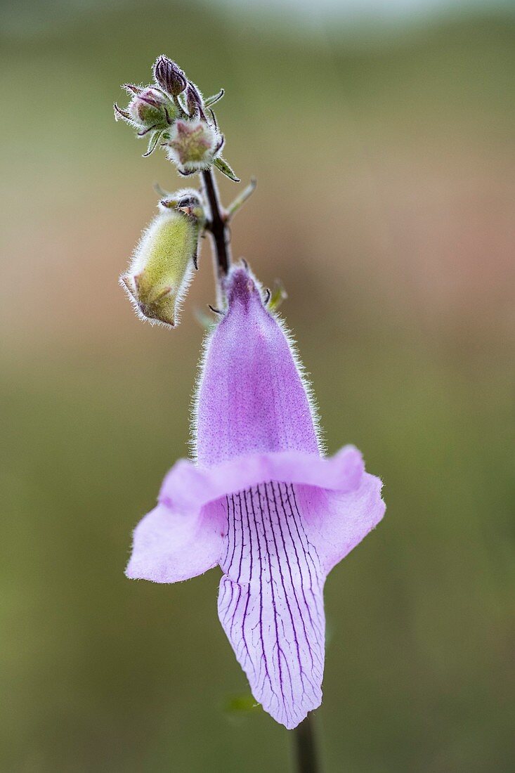 Wild flower,South Africa
