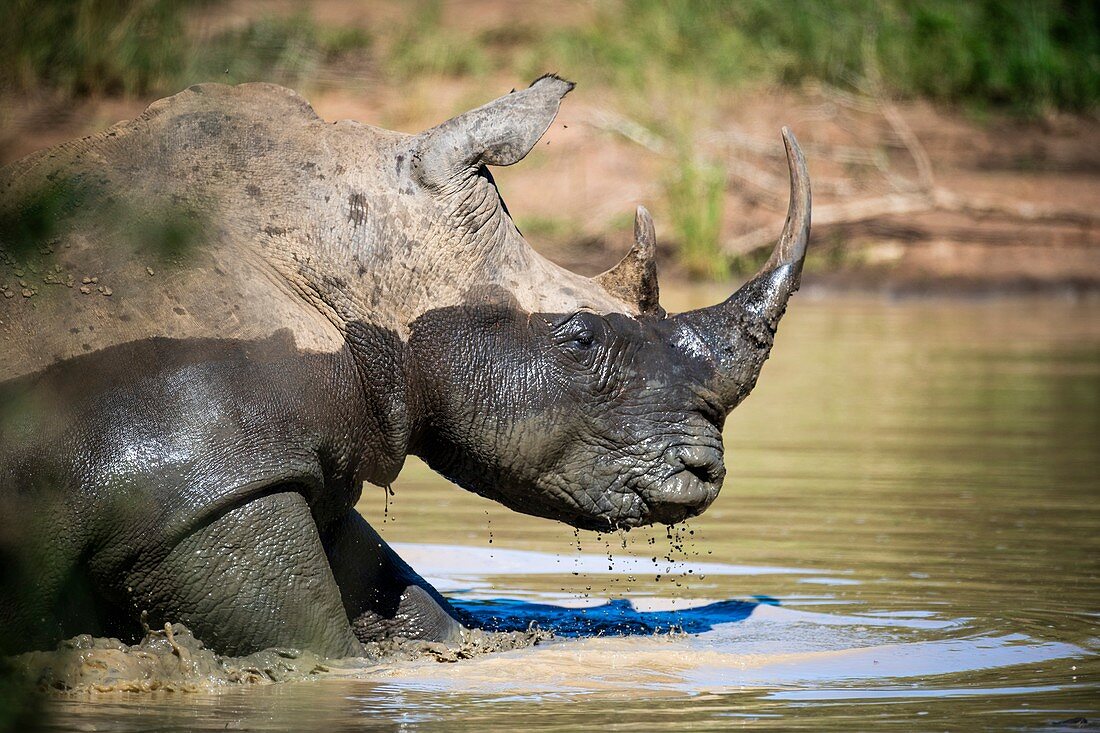 White rhino bull wallowing in water