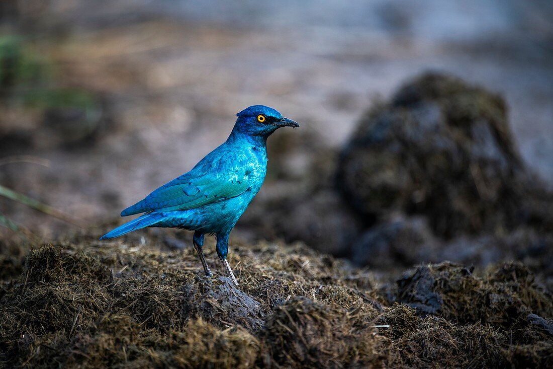 Cape glossy starling in rhino dung
