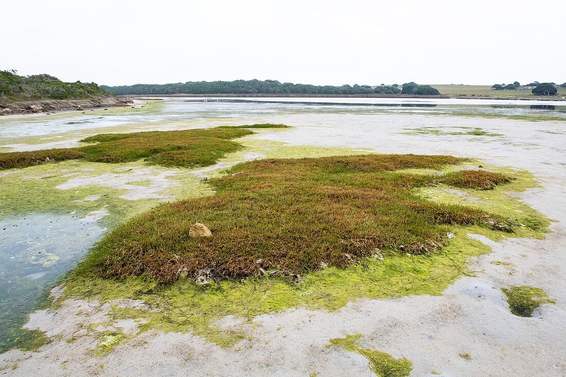 Salt marsh at low tide in an estuary