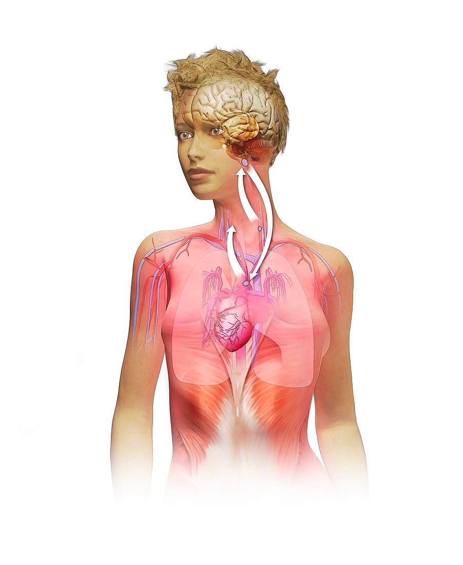 Chemoreceptors in respiration,illustration