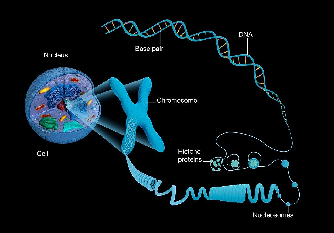 Cellular packaging of DNA,illustration