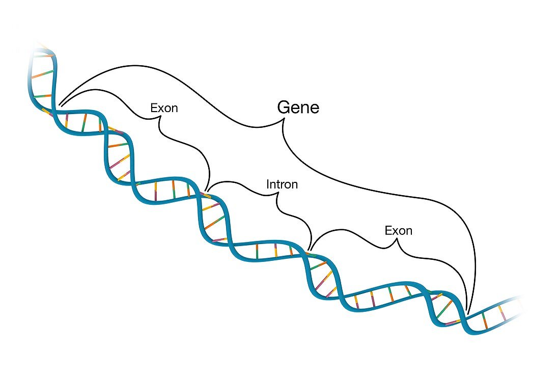 Exon-intron structure of genes and DNA,illustration