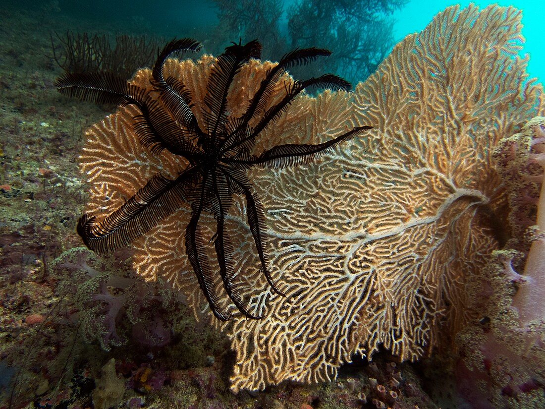 Crinoid and fan coral