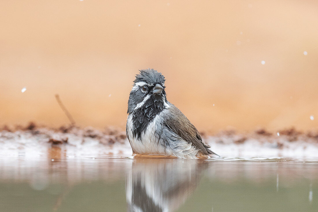 Black-throated sparrow bathing